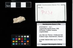Foto (Objekt + Etikett) von Longodromites angustus (Reuss, 1858)  (NHMW-GEO-2014-0194-0131)